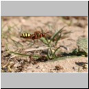 Nomada lathburiana - Wespenbiene w22.jpg